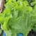 精品生菜，暖棚生菜，冷棚生菜，常年供应。