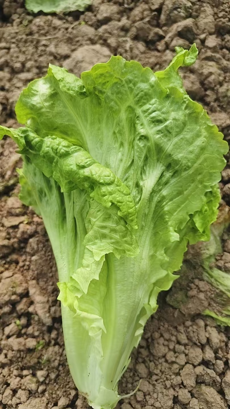 精品生菜，暖棚生菜，冷棚生菜，常年供应。