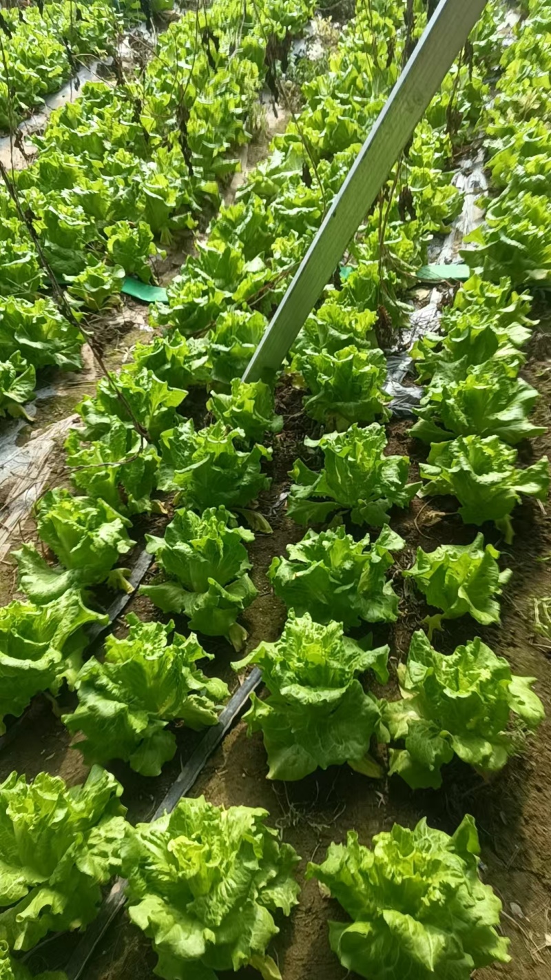 精品生菜，暖棚生菜，冷棚生菜，常年供应。