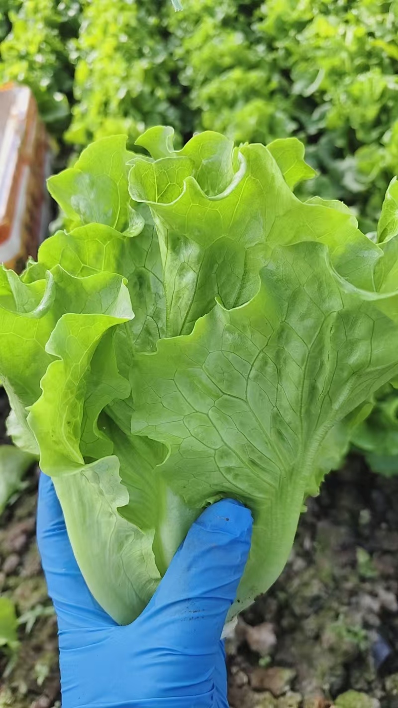 精品生菜，暖棚生菜，冷棚生菜，常年供应。