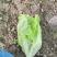 精品生菜，暖棚生菜，冷棚生菜，常年供应。