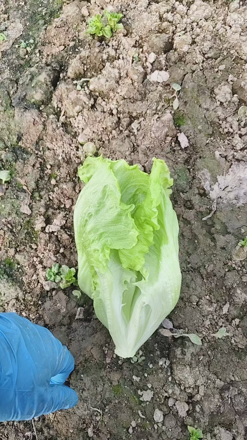 精品生菜，暖棚生菜，冷棚生菜，常年供应。
