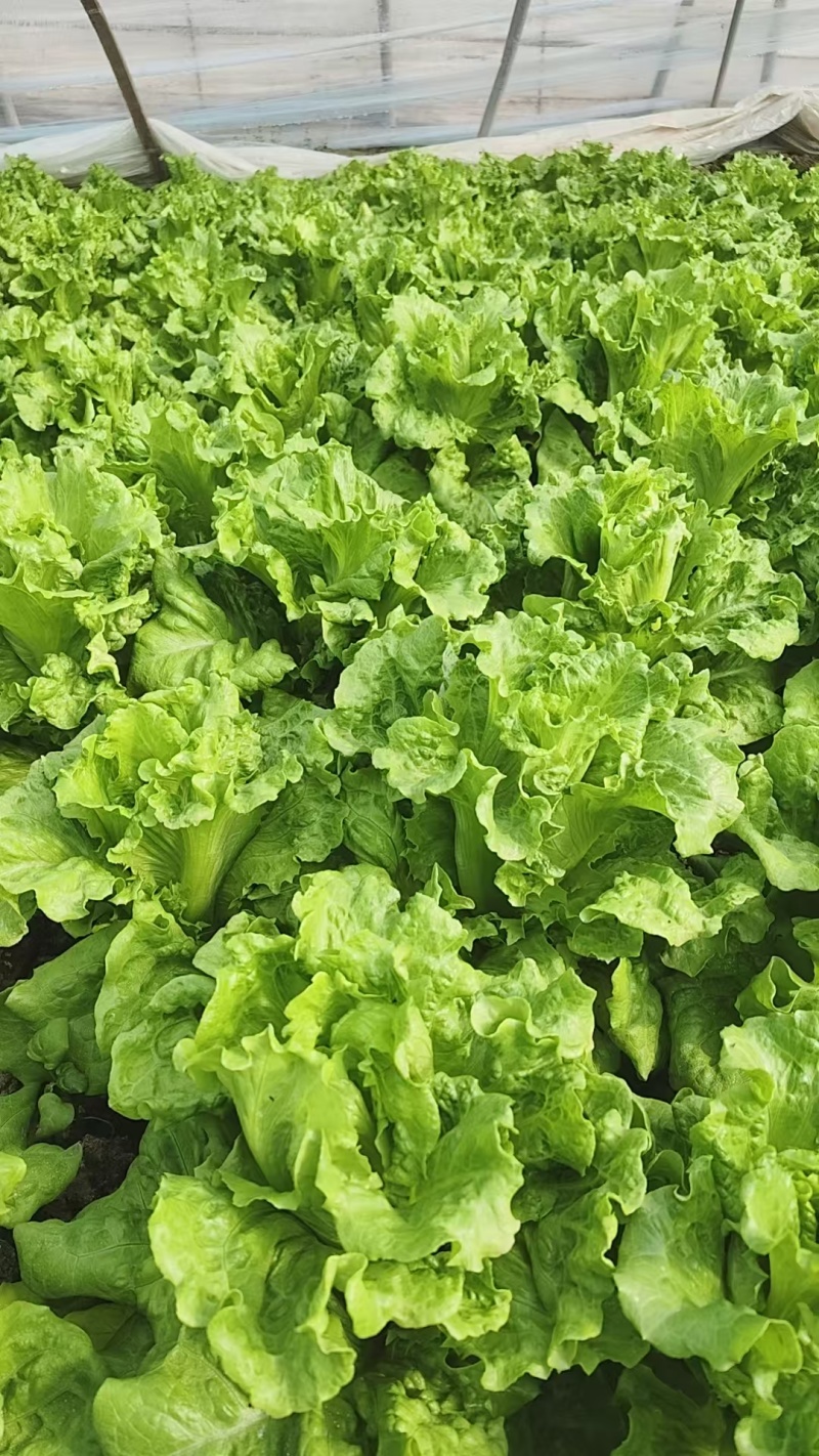 精品生菜，暖棚生菜，冷棚生菜，常年供应。