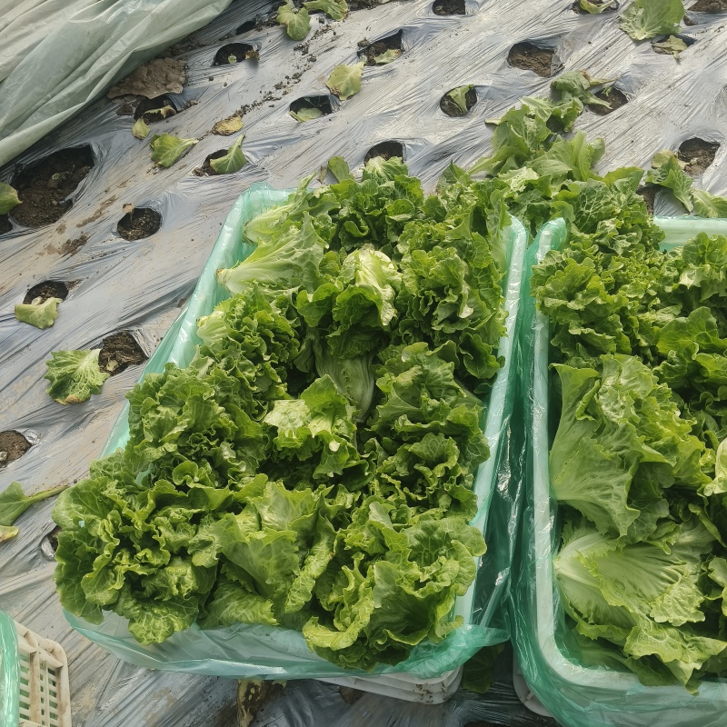 精品生菜，暖棚生菜，冷棚生菜，常年供应。