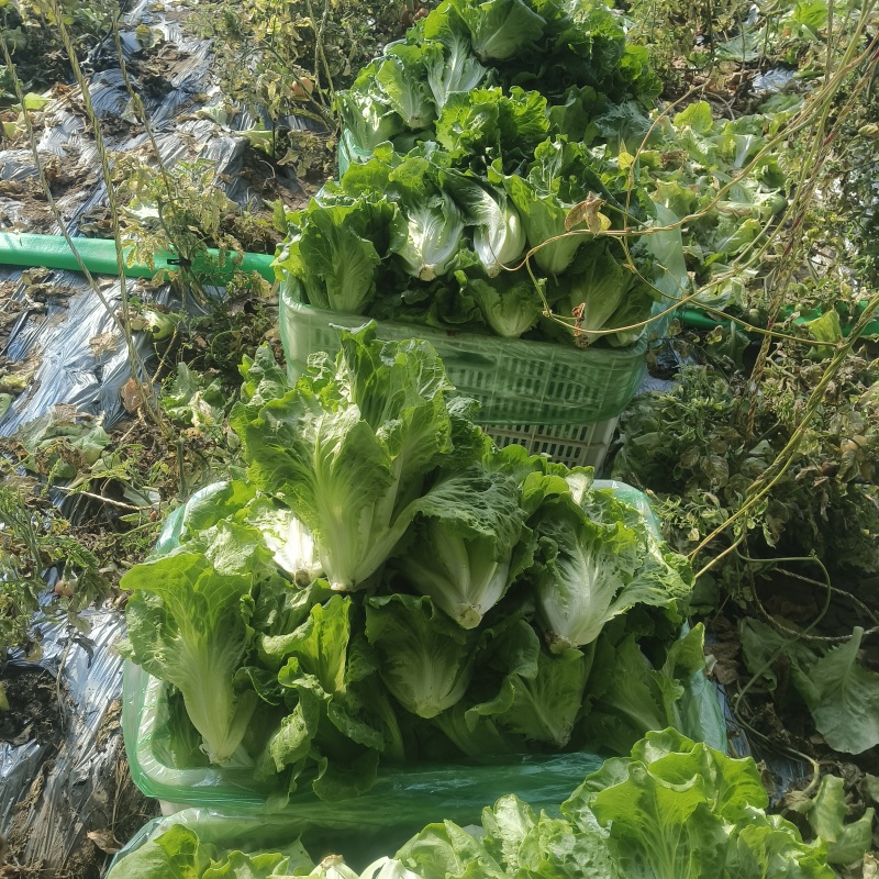 精品生菜，暖棚生菜，冷棚生菜，常年供应。