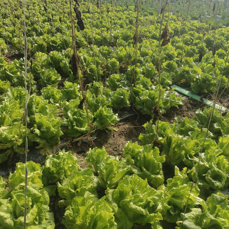 精品生菜，暖棚生菜，冷棚生菜，常年供应。