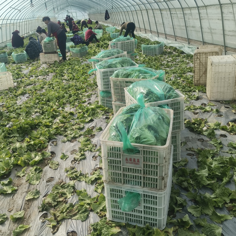 精品生菜，暖棚生菜，冷棚生菜，常年供应。