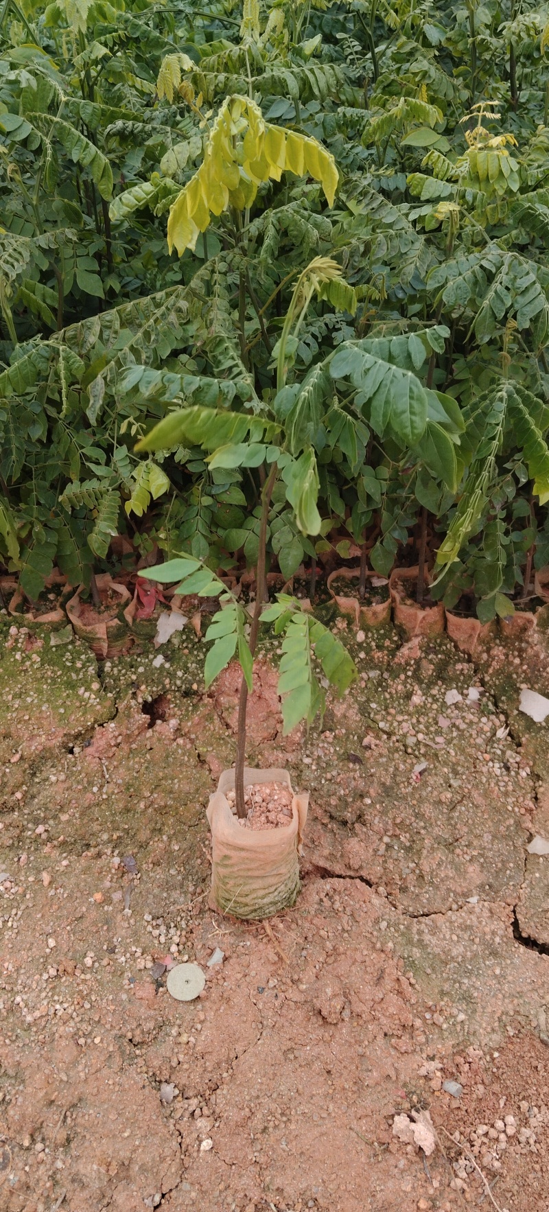 广西猴耳环苗，袋装现货多量大。