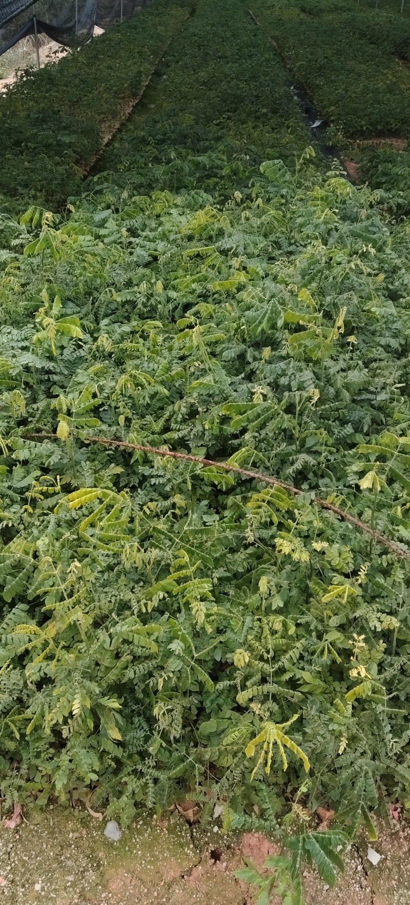 广西猴耳环苗，袋装现货多量大。