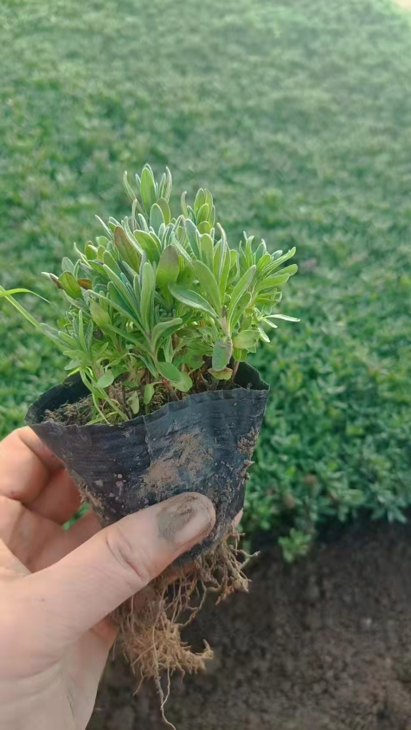 薰衣草