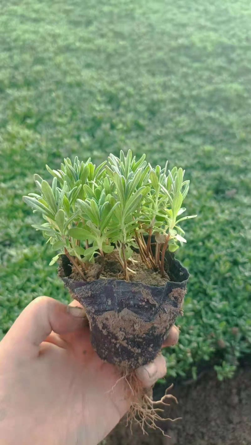 薰衣草