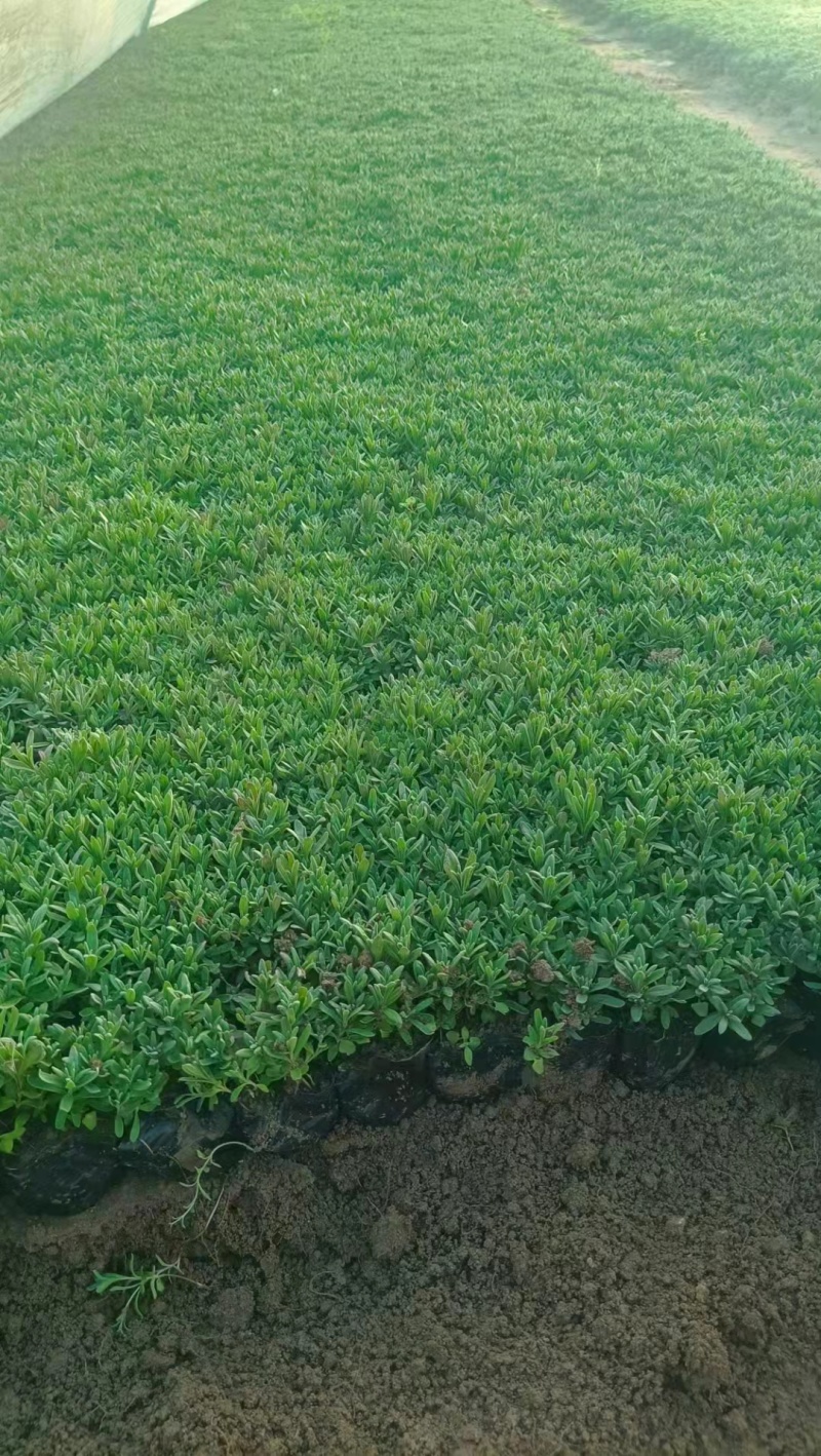 薰衣草