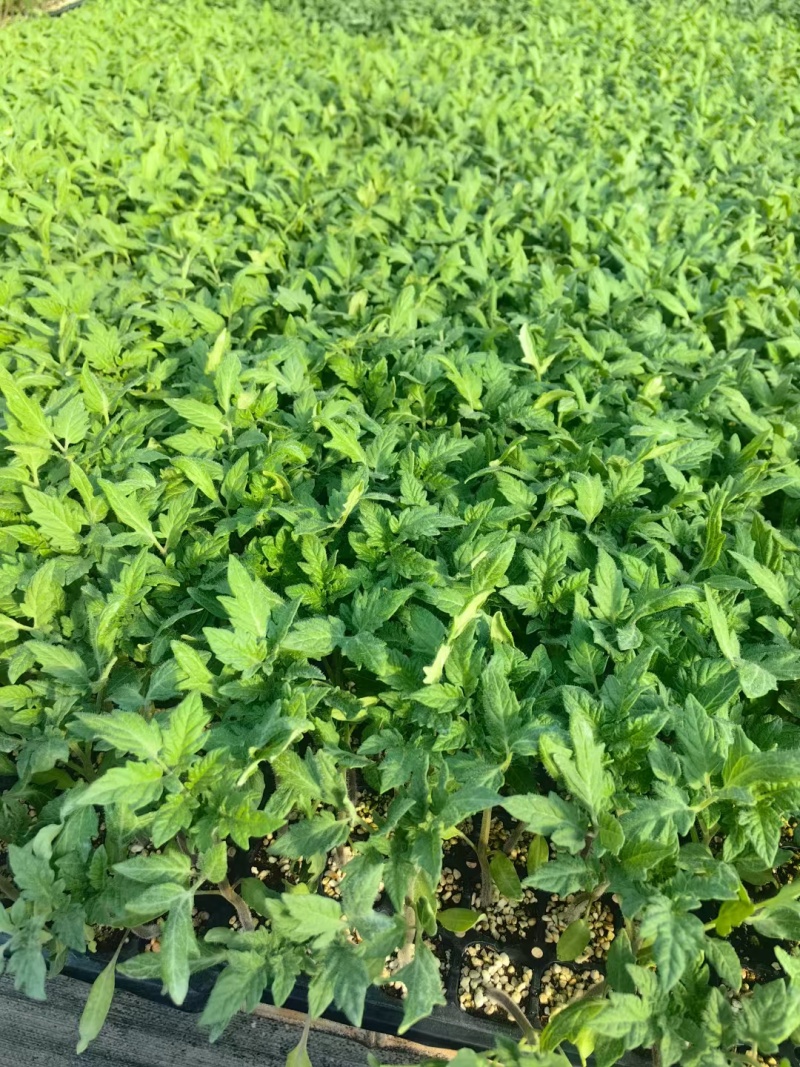 清香一号大果特色草莓西红柿苗草莓柿子碱地柿子大果草莓番茄