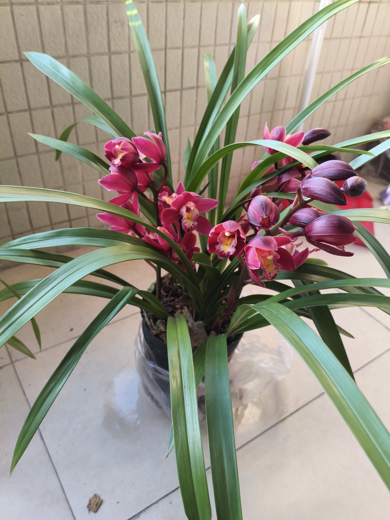 兰花红宝石