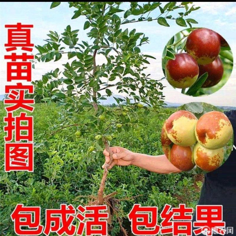 枣树苗冬枣树苗，沾化冬枣，脆甜枣，皮薄肉多脆甜可口可看苗