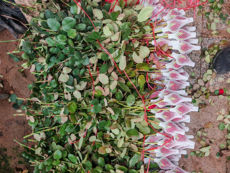 山东日照莒县鲜切花基地，基地直发，法兰西常年供应各大市场