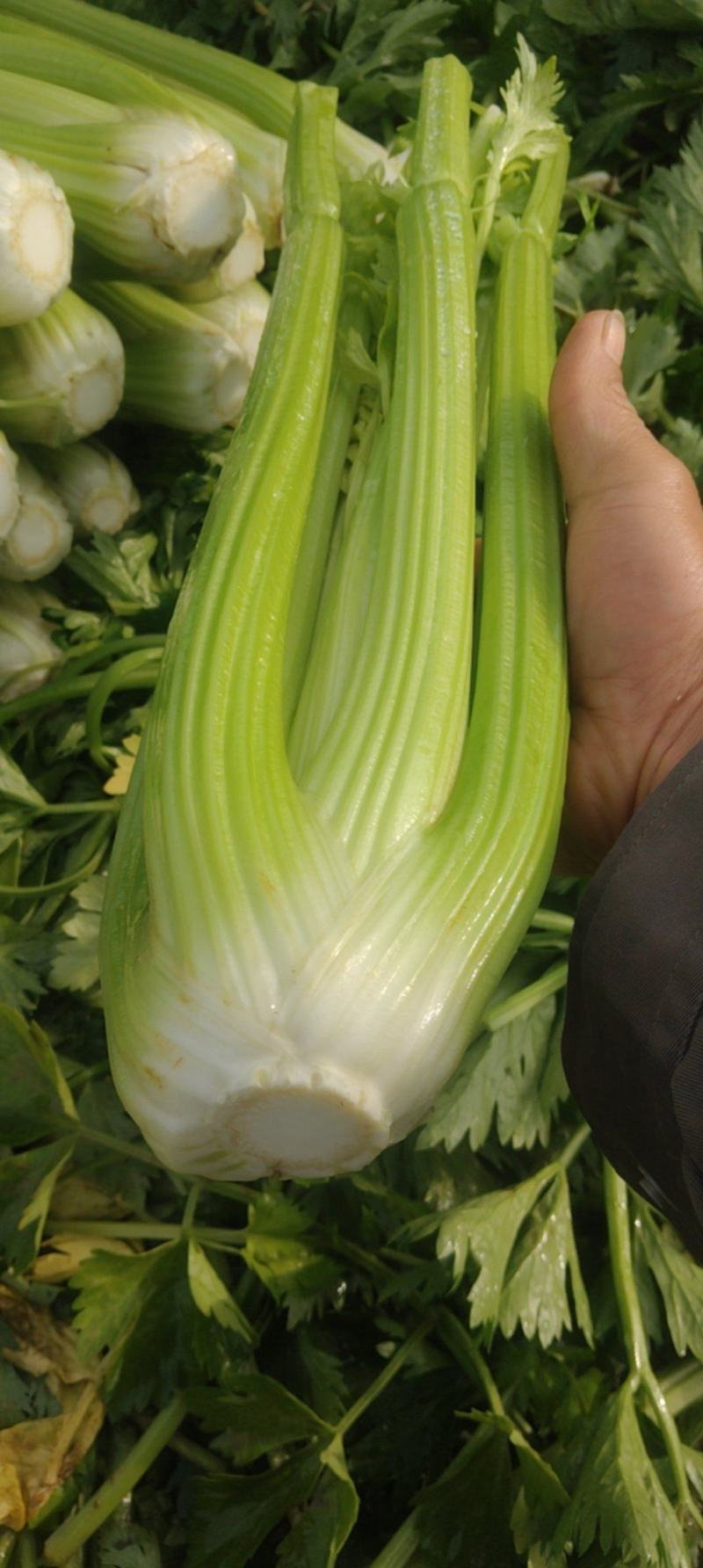 广西西芹