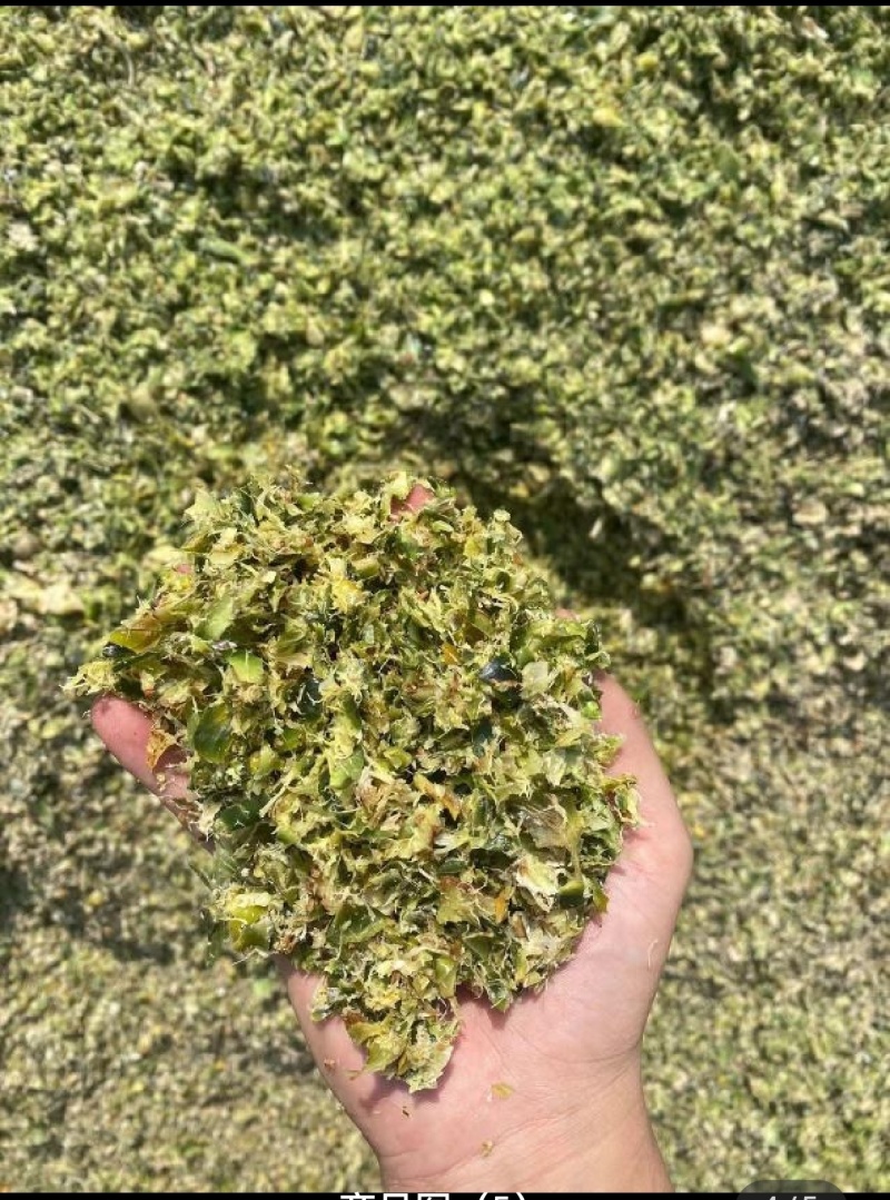 徐闻县新鲜菠萝皮压榨加工牛羊饲料，全国代发。
