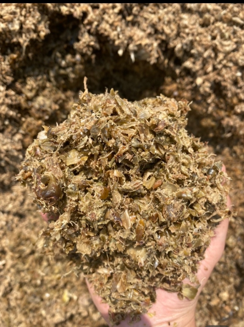 徐闻县新鲜菠萝皮压榨加工牛羊饲料，全国代发。