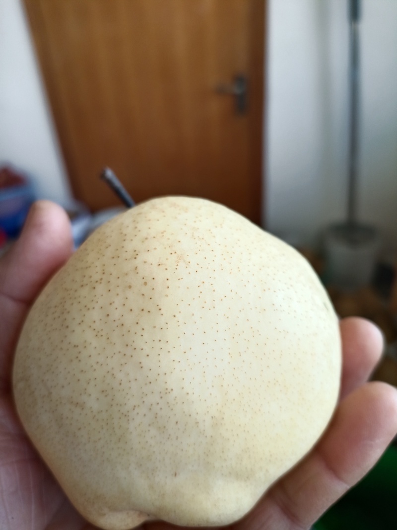 好吃的山农酥梨