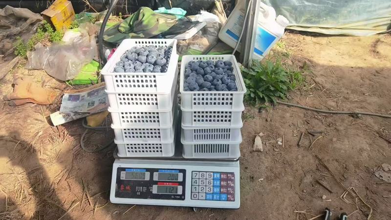 山东临沂蓝莓大量上市，欢迎有实力的老板来电选购合作