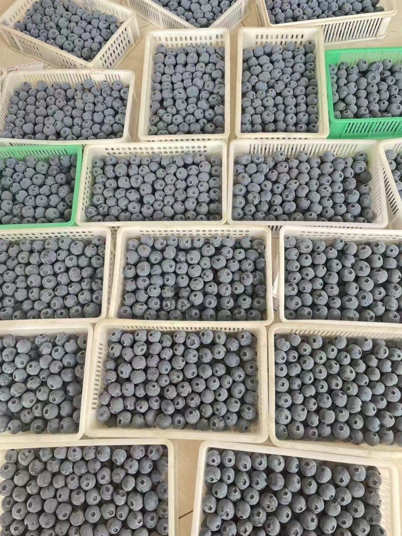 山东临沂蓝莓大量上市，欢迎有实力的老板来电选购合作