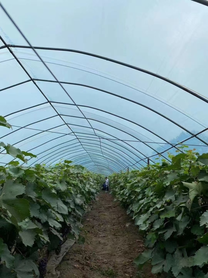 大棚膜塑料薄膜长寿无滴膜西瓜大棚膜葡萄专用膜