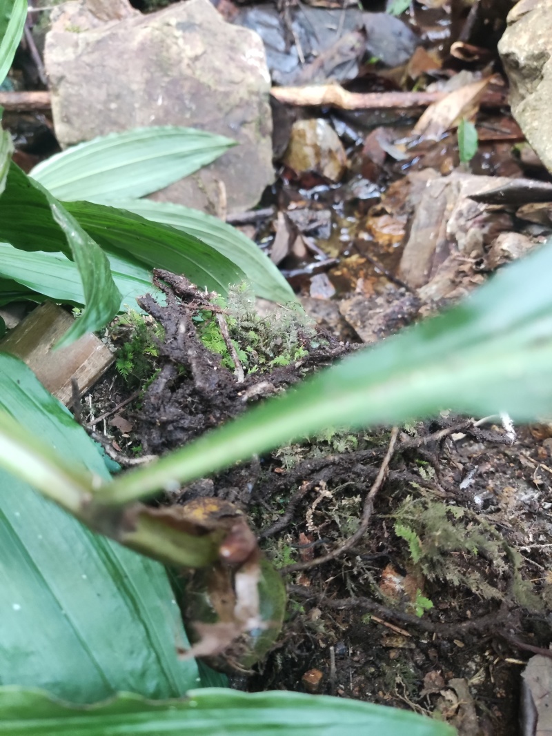 山货毛慈姑野生