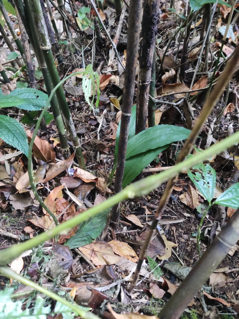 山货毛慈姑野生