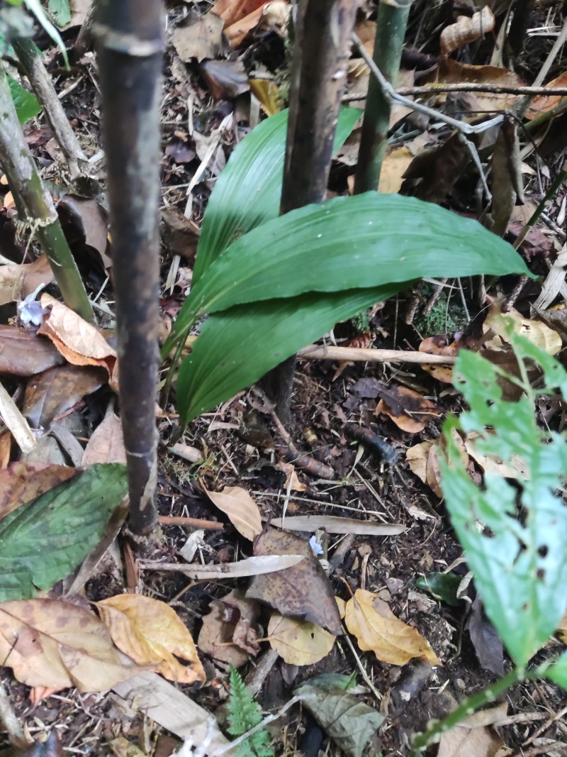 山货毛慈姑野生