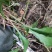 山货毛慈姑野生
