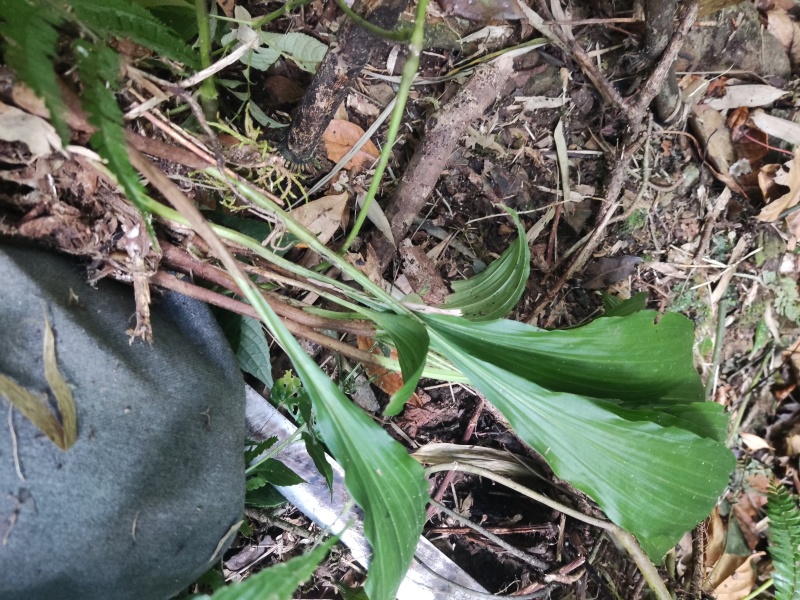 山货毛慈姑野生