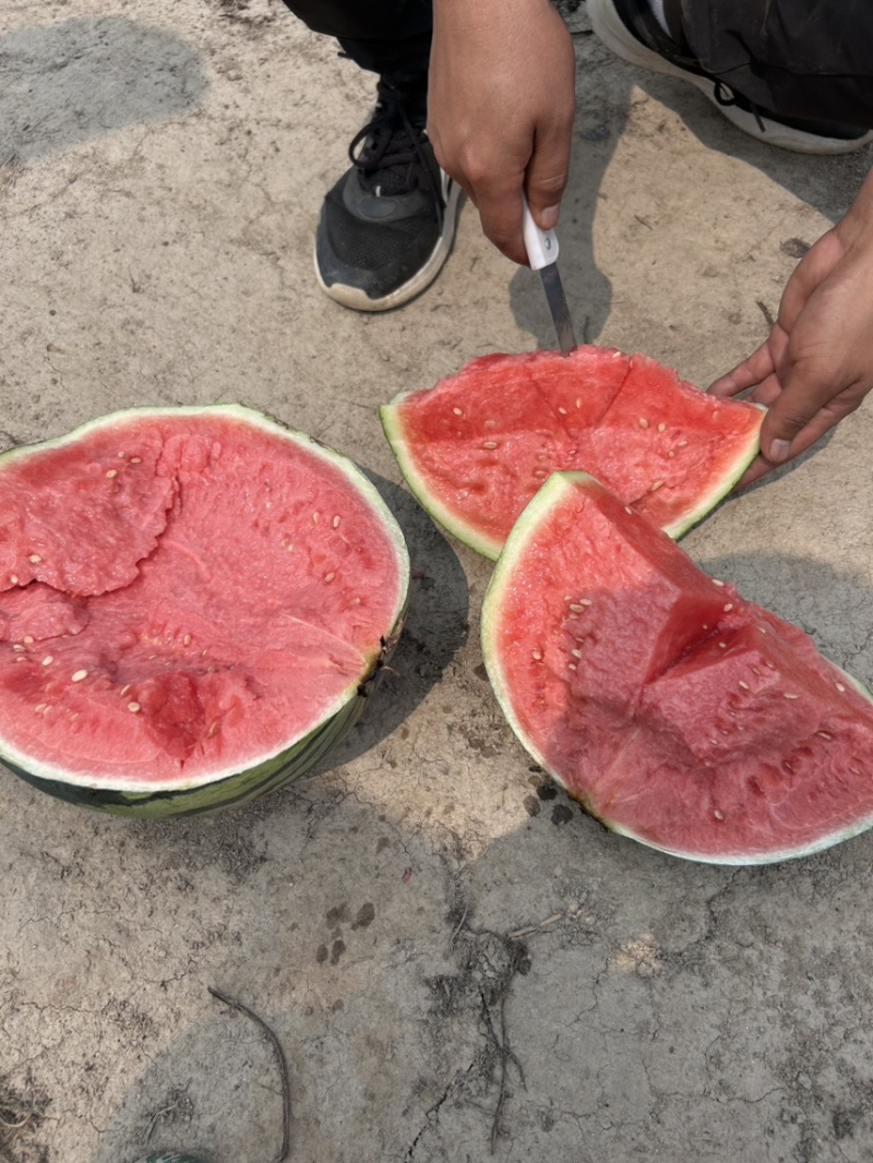 精品麒麟美都西瓜大量上市欢迎各大商超市场选购