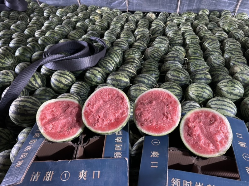精品麒麟美都西瓜大量上市欢迎各大商超市场选购