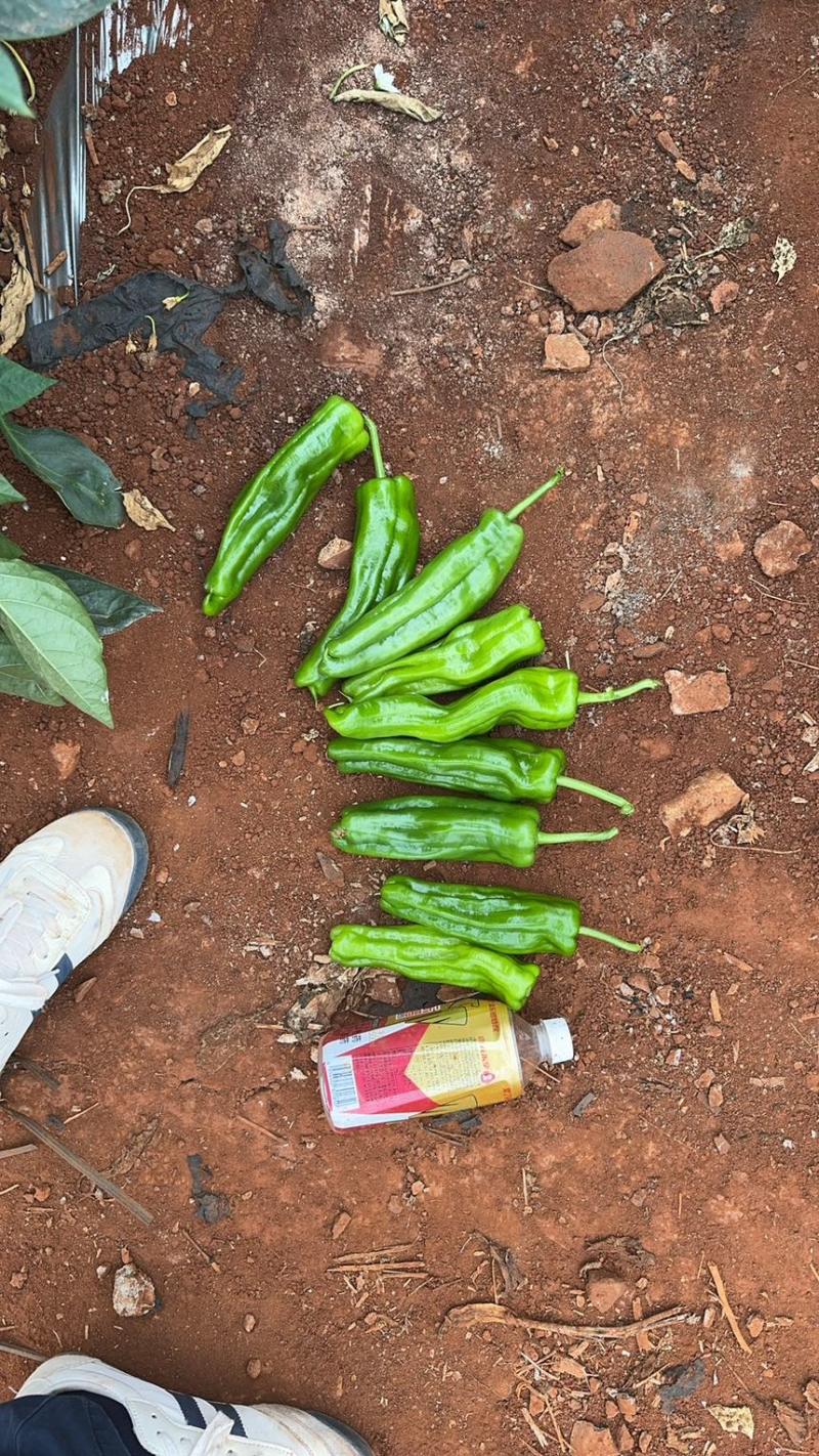 芜湖椒苏椒薄皮泡椒泡王椒基地直发大量供应