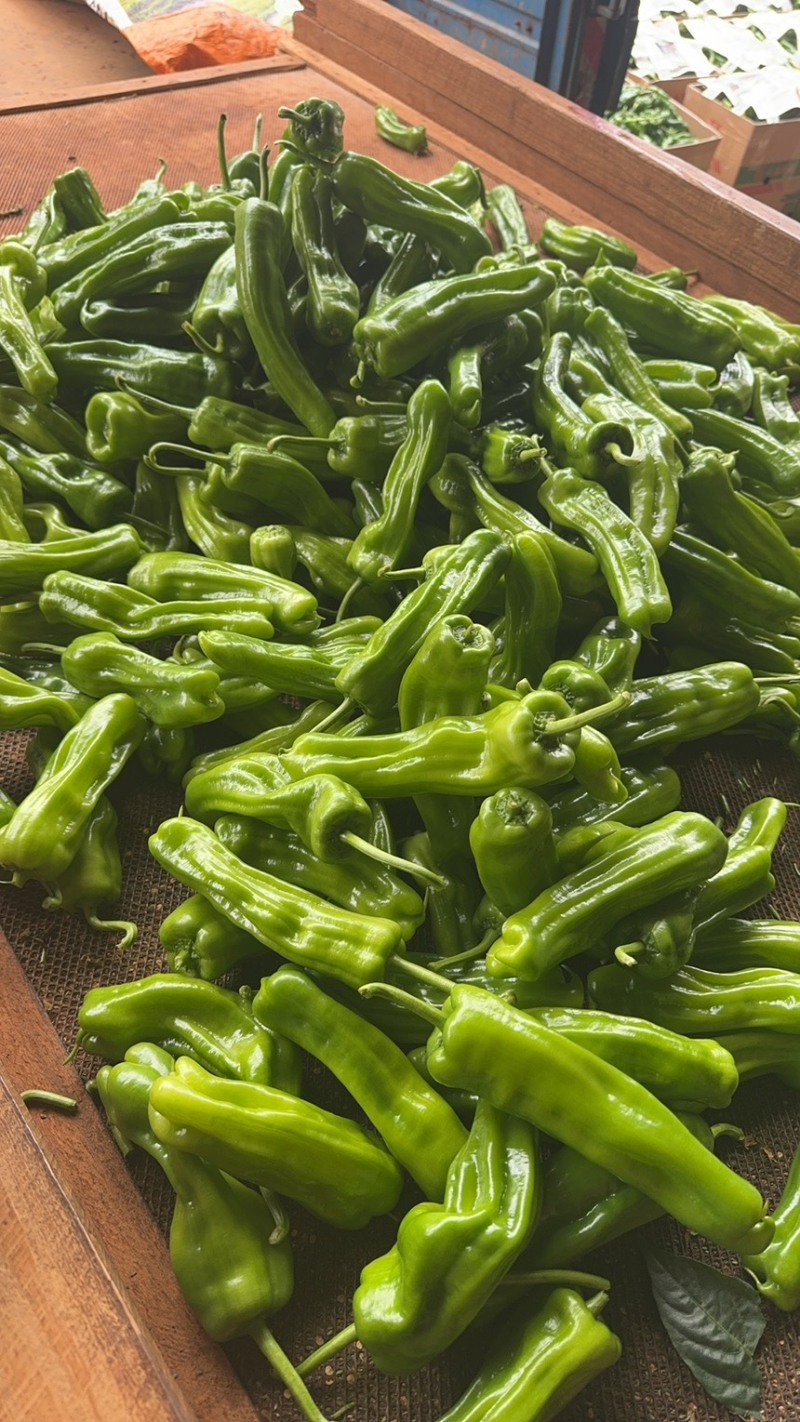 芜湖椒苏椒薄皮泡椒泡王椒基地直发大量供应