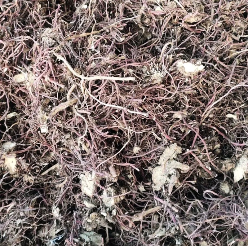 中药材紫苑，地产货，大量供应中，干货，货源非常干净。