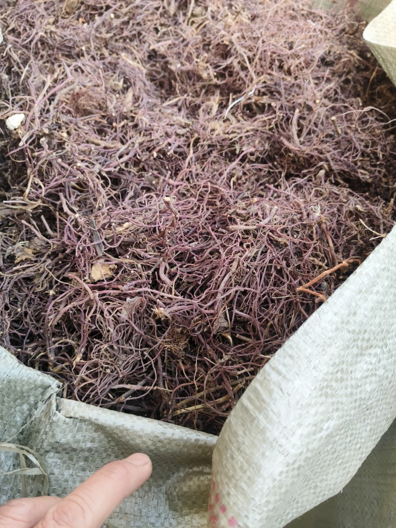 中药材紫苑，地产货，大量供应中，干货，货源非常干净。