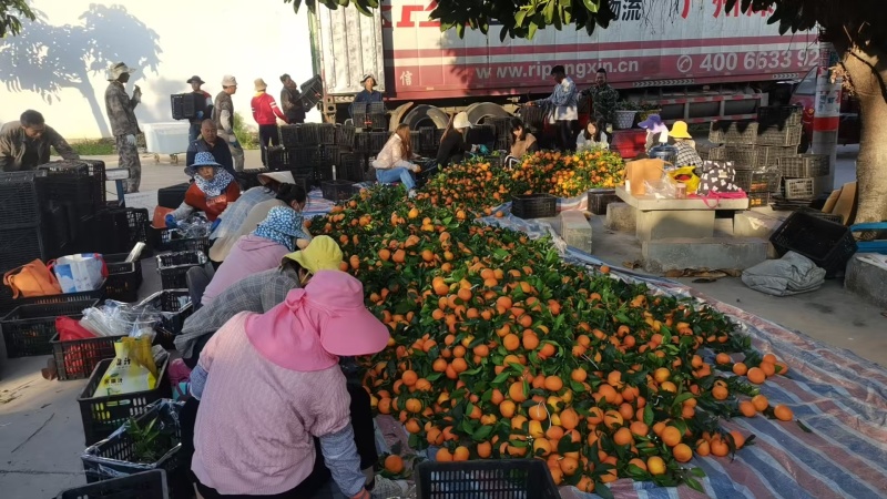 云南大理宾川金品沃柑，鲜甜可口，欢迎全国采购商致电