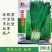 富韭黑秀韭菜种子抗寒性强抗病宽叶韭菜种籽深绿色叶片黑苗韭