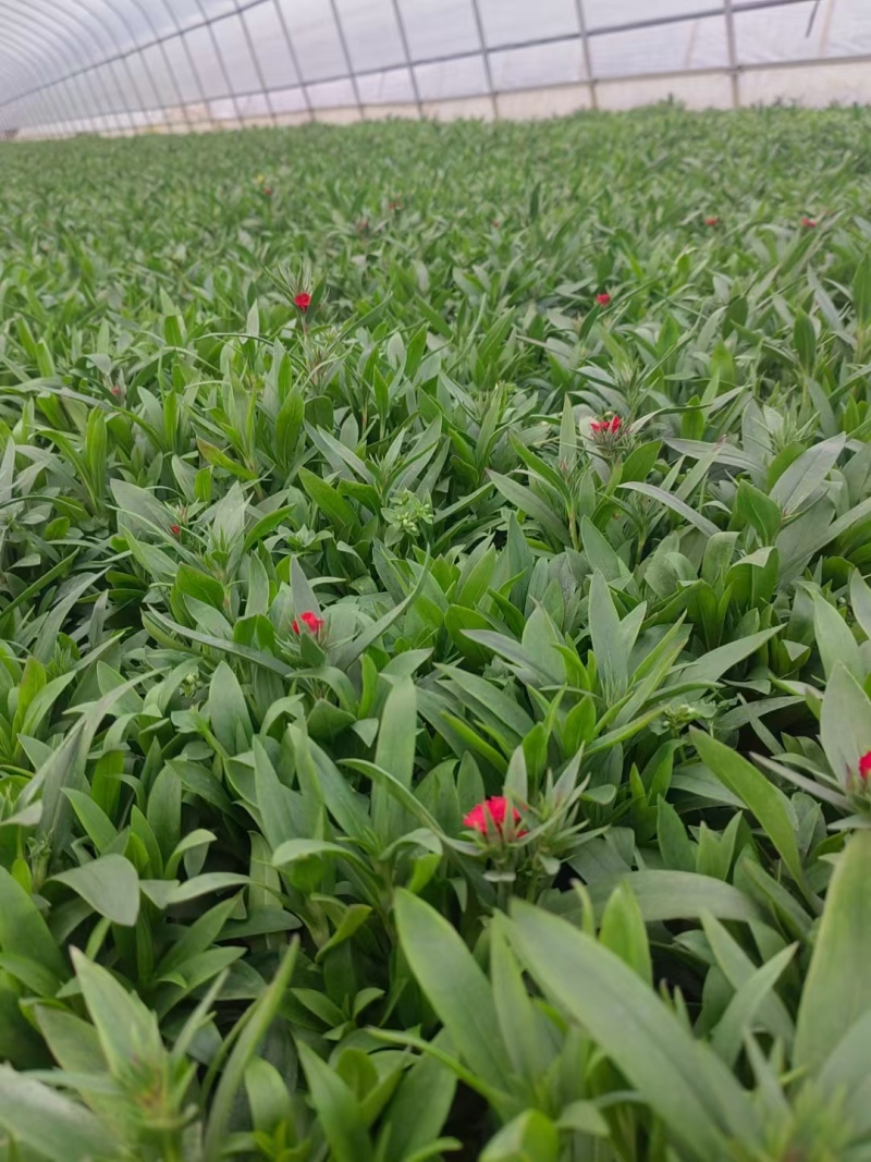 常夏石竹120杯有3色，基地有量，欢迎来一亩田订购。