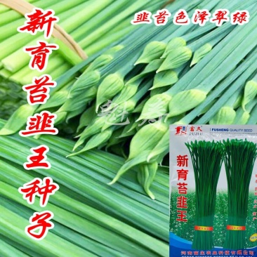 富久新育苔韭王韭菜种子抗病高产耐寒韭菜韭苔种籽口感鲜嫩品