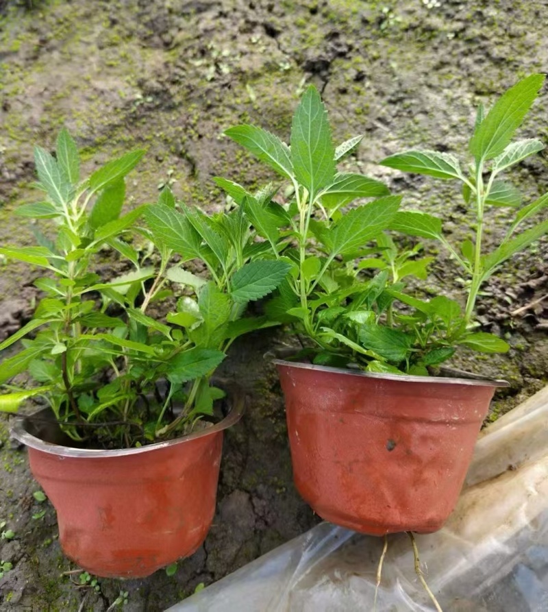 柳叶马鞭草120杯，基地有量，价格优惠欢迎来一亩田订购。
