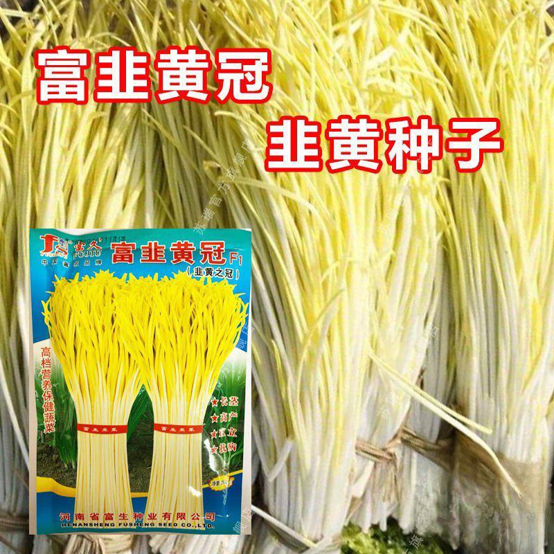 富生富韭黄冠韭黄种子蔬菜韭菜种籽大田春秋长茎宽叶直立抗病