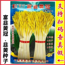 富生富韭黄冠韭黄种子蔬菜韭菜种籽大田春秋长茎宽叶直立抗病