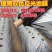 农膜地膜银黑双色反光地膜银灰地膜保温保湿防草反光地膜