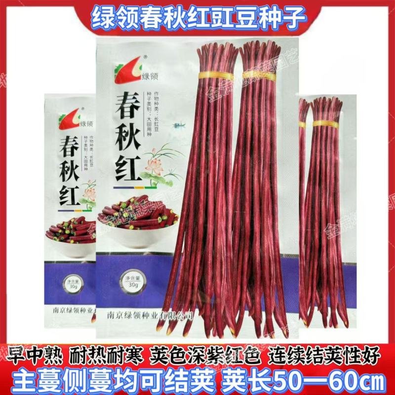 绿领春秋红豇豆种子早中熟耐热耐寒荚色深紫红色长豆角种子豆