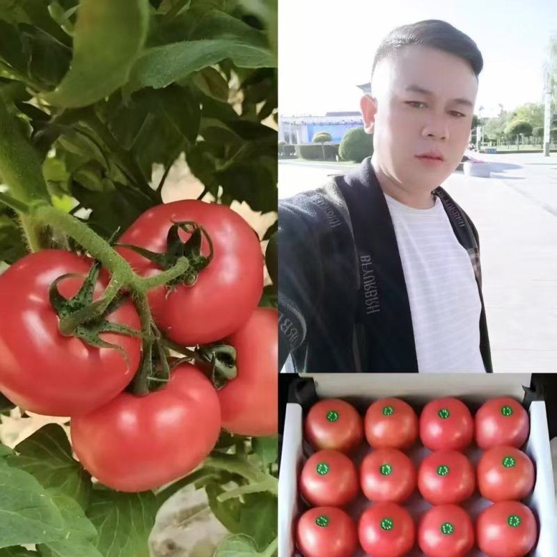 【精品】大棚硬粉西红柿产地直发可以视频看货量大从优