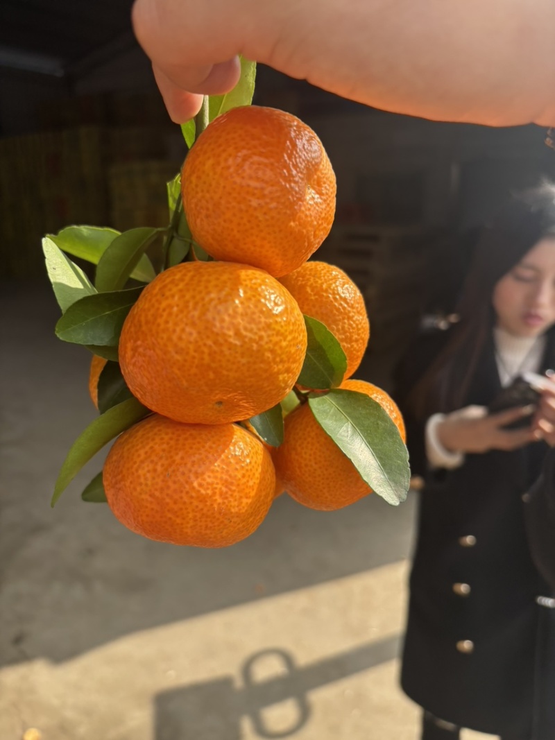 广西桂林精品沃柑，产地直供，代收代发