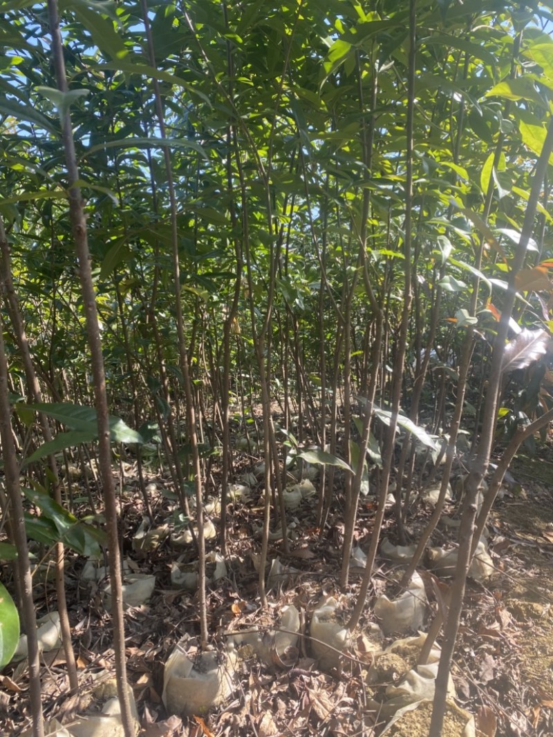 2公分木荷容器苗，无纺布12*14袋，3斤杯